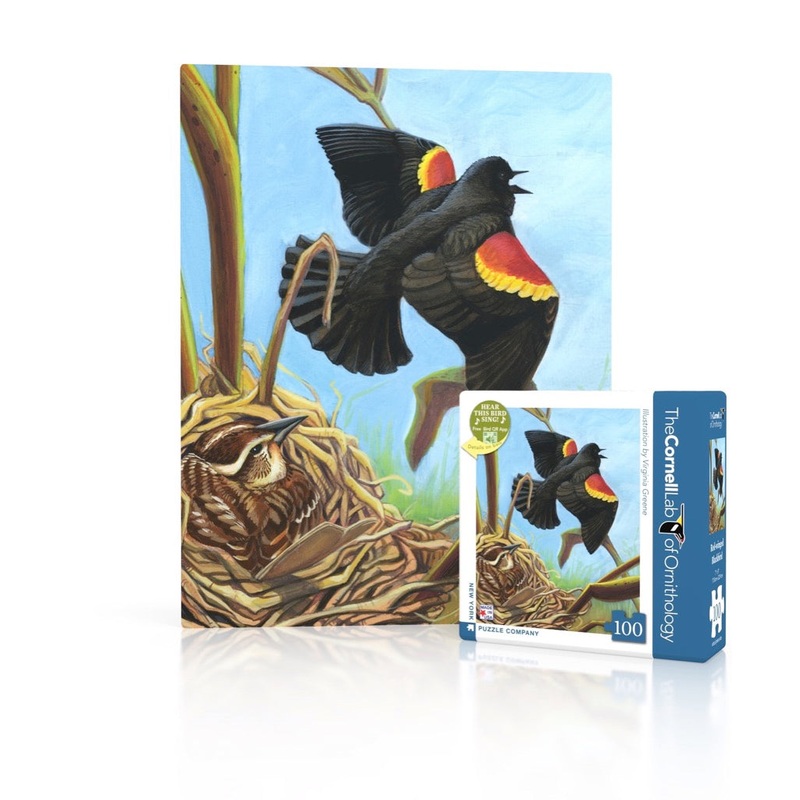 Red-winged Blackbird Mini